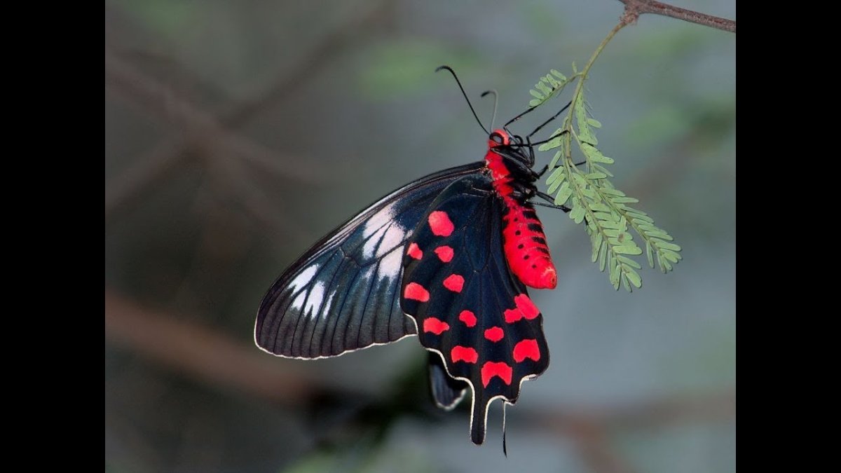 Алкиной (Atrophaneura Alcinous)