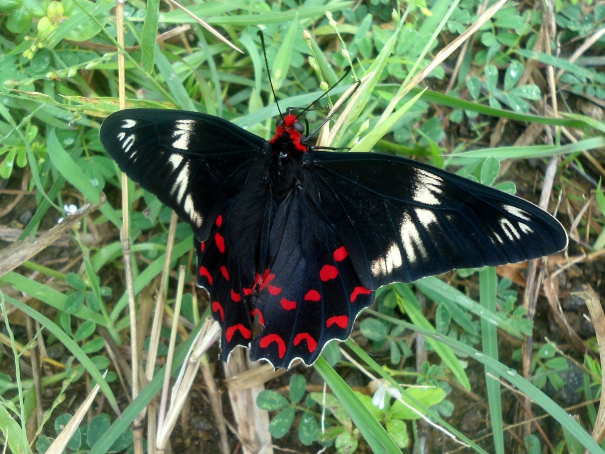 Бабочка Papilio Memnon
