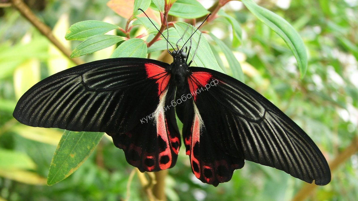 Парусник королевы Александры бабочка