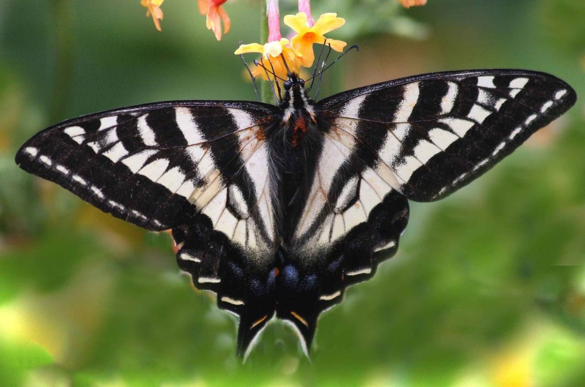 Махаон Маака бабочка