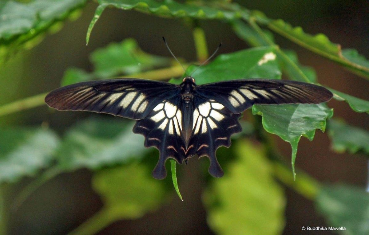 Парусник Румянцева Papilio