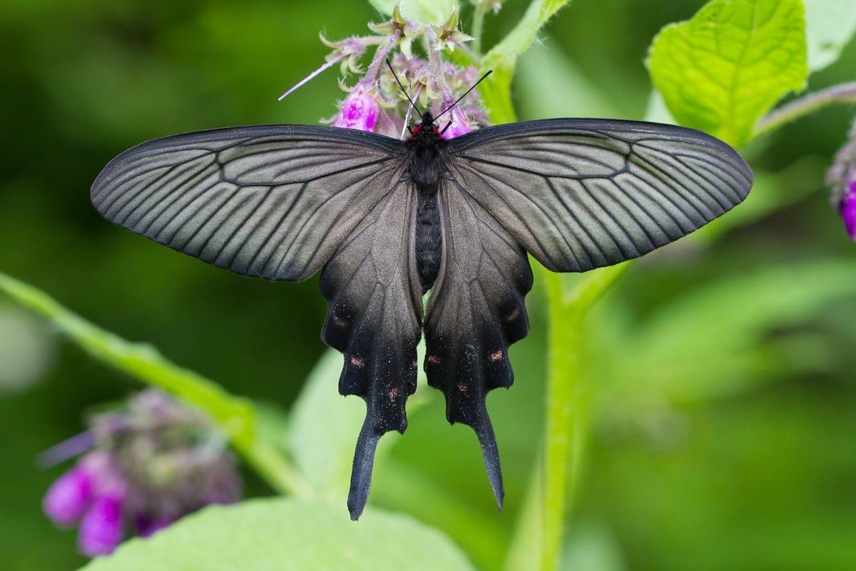 Бабочки опылители