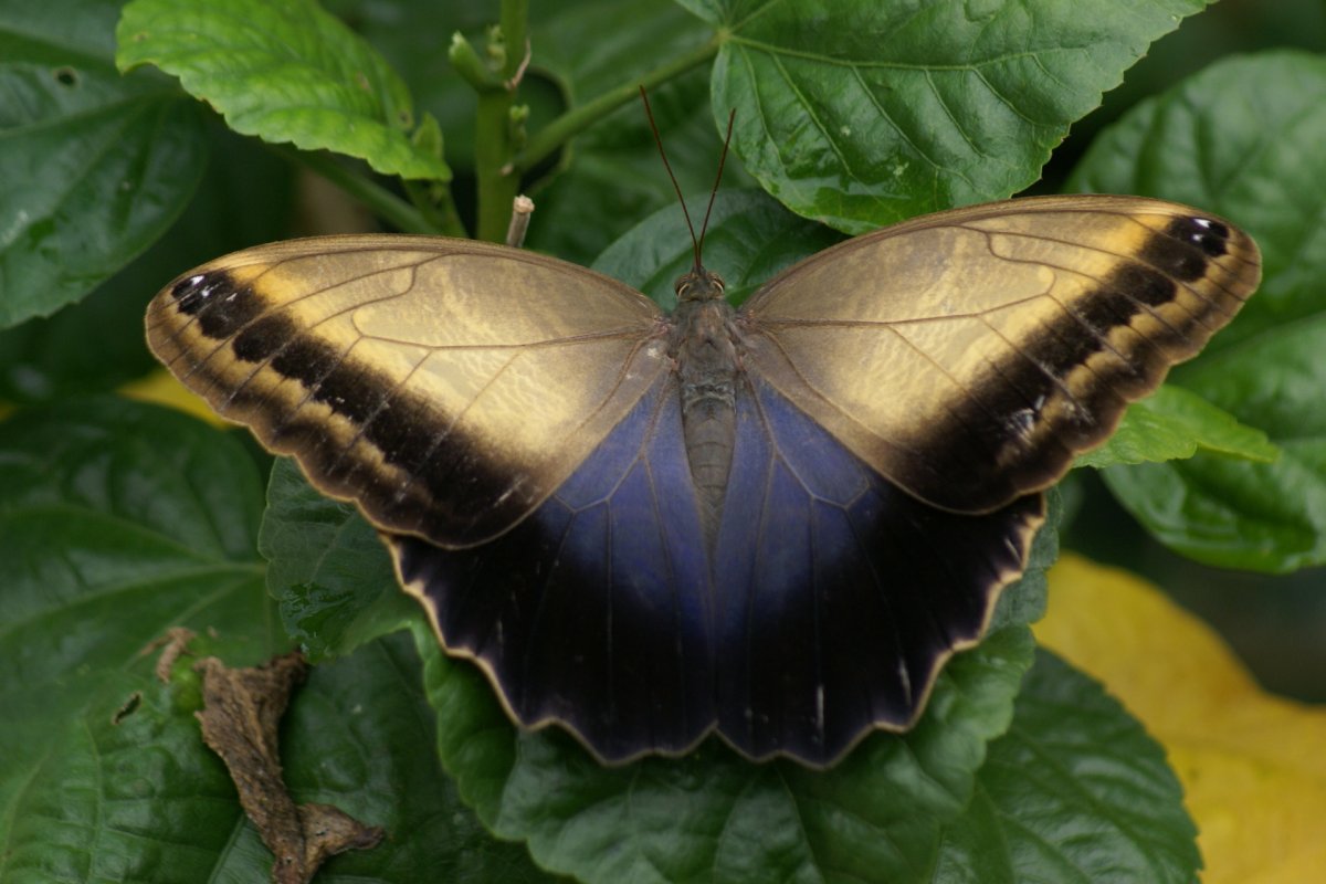 Бабочка Калиго Мемнон