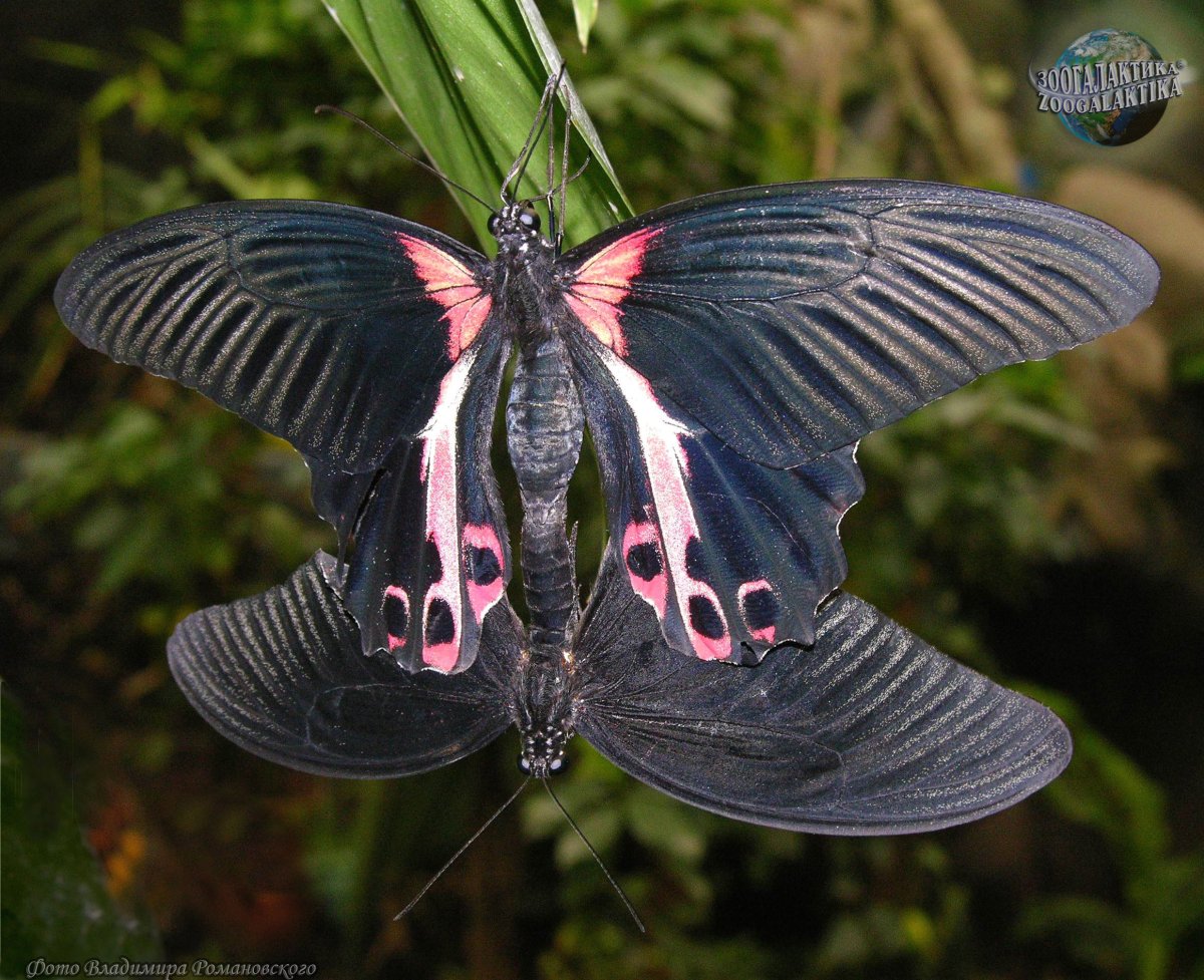 Papilio demoleus бабочка