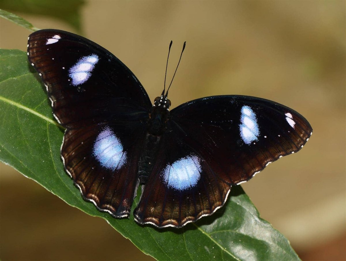 Бабочка парусник Коцебу