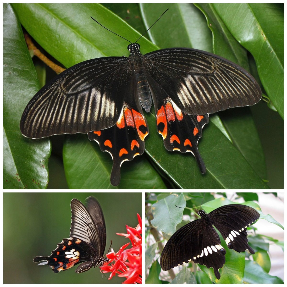 Алкиной бабочка