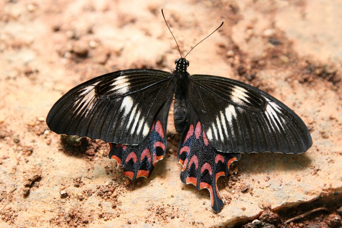 Парусник Румянцева (Papilio Rumanzovia)