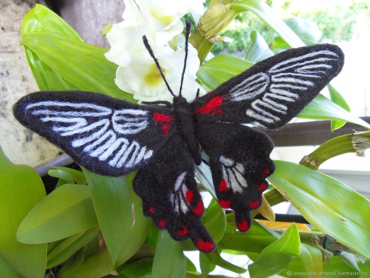 Бабочка парусник Румянцева