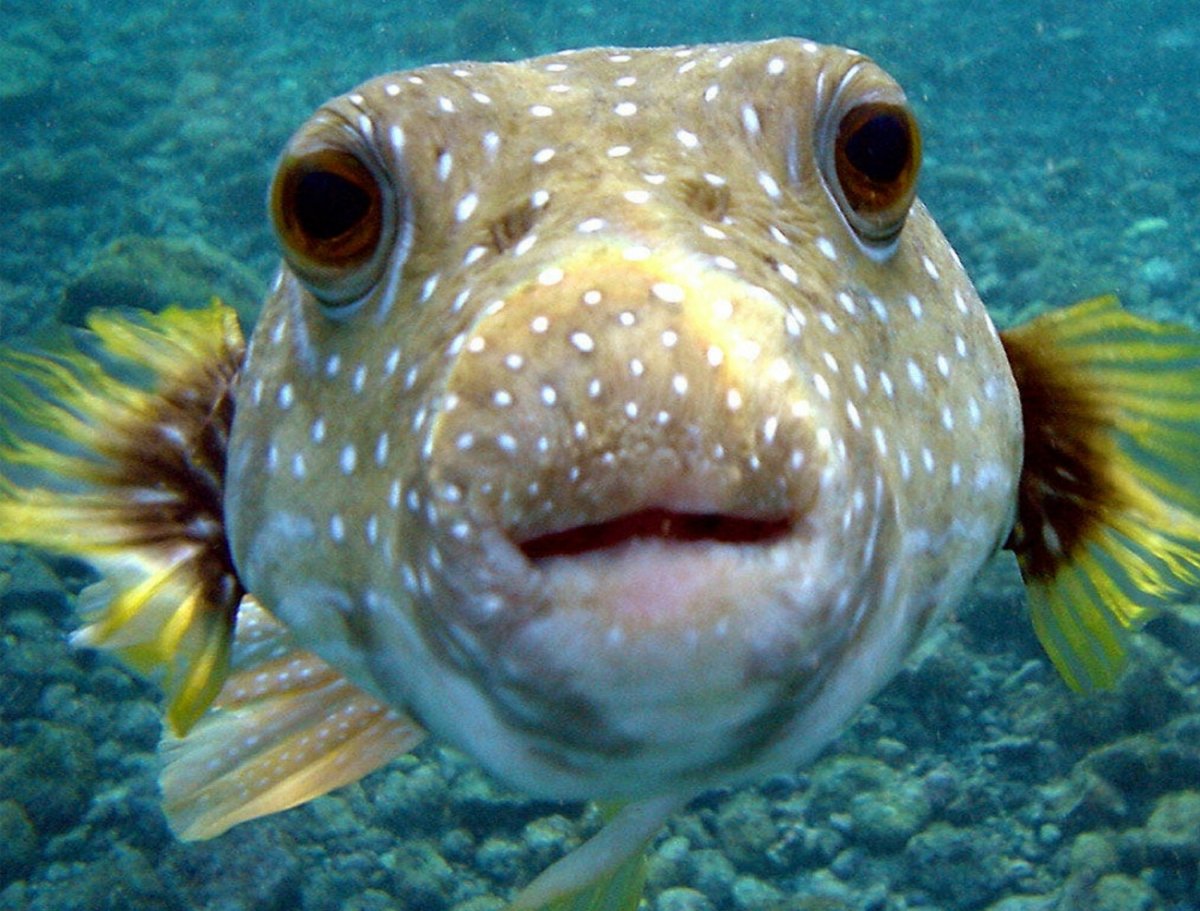 Рыба фугу бурый Скалозуб