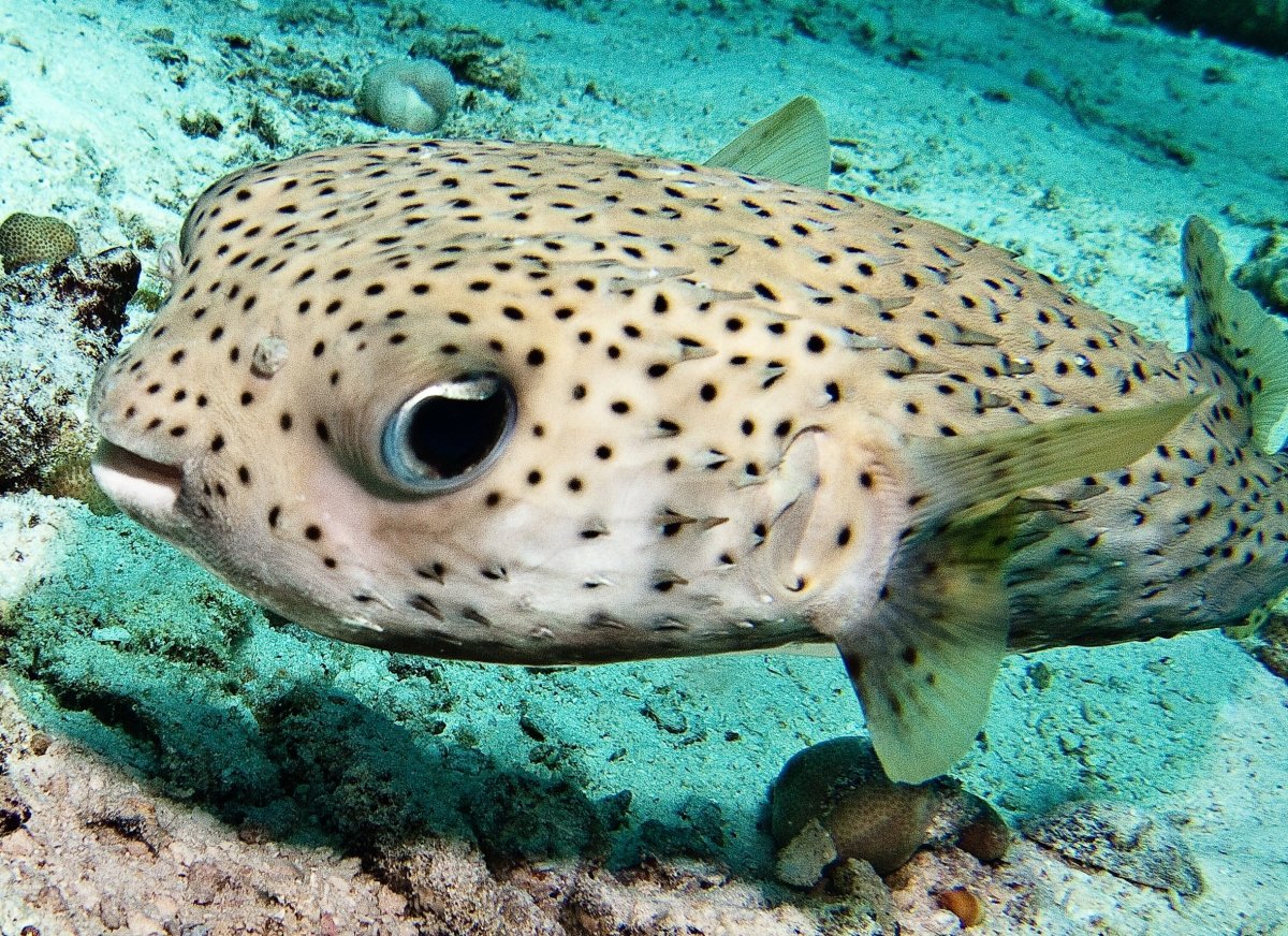 Длинноиглая рыба-ёж