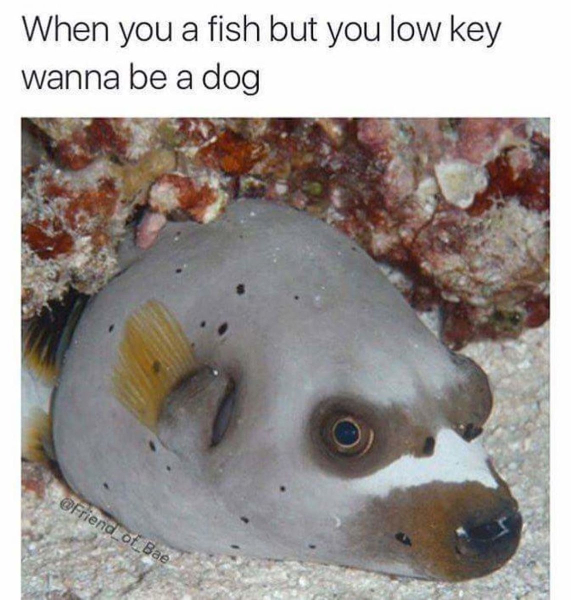 Морская собака не рыба