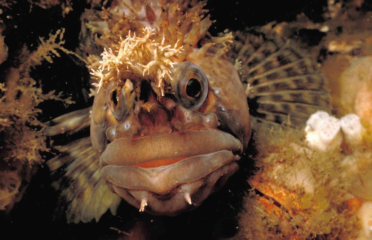 Мохнатоголовая морская собачка