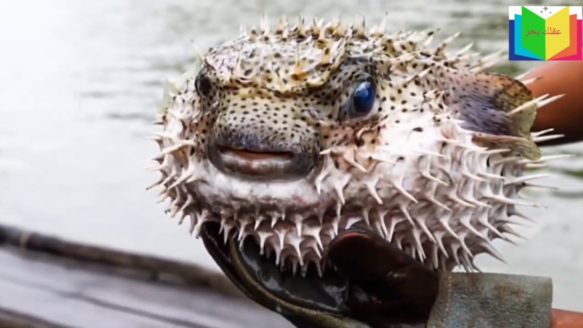 Рыба фугу аниме