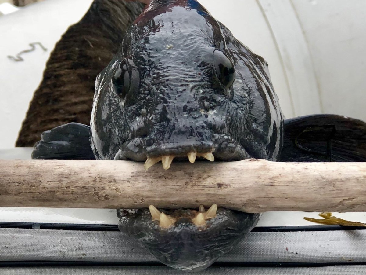 Камбала-Калкан Азовська