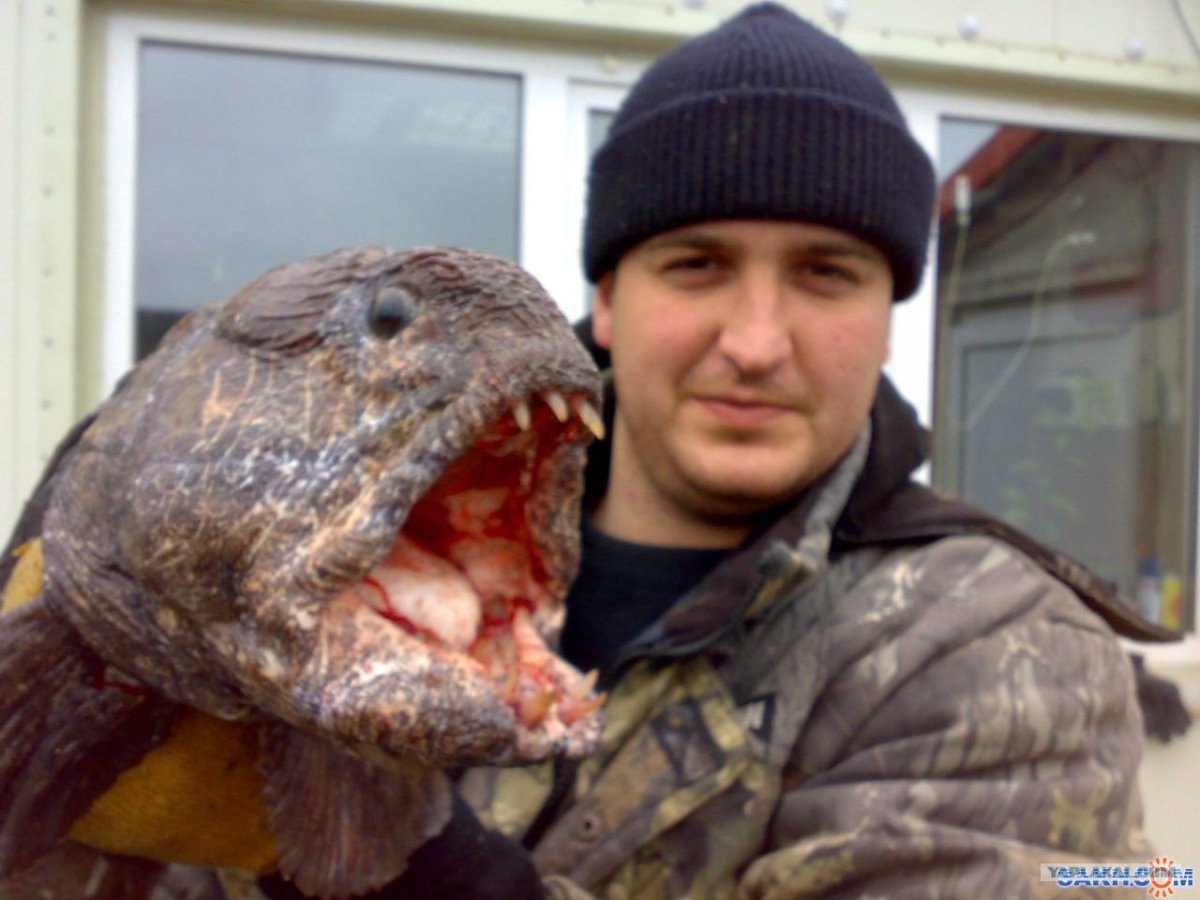 Chirolophis japonicus