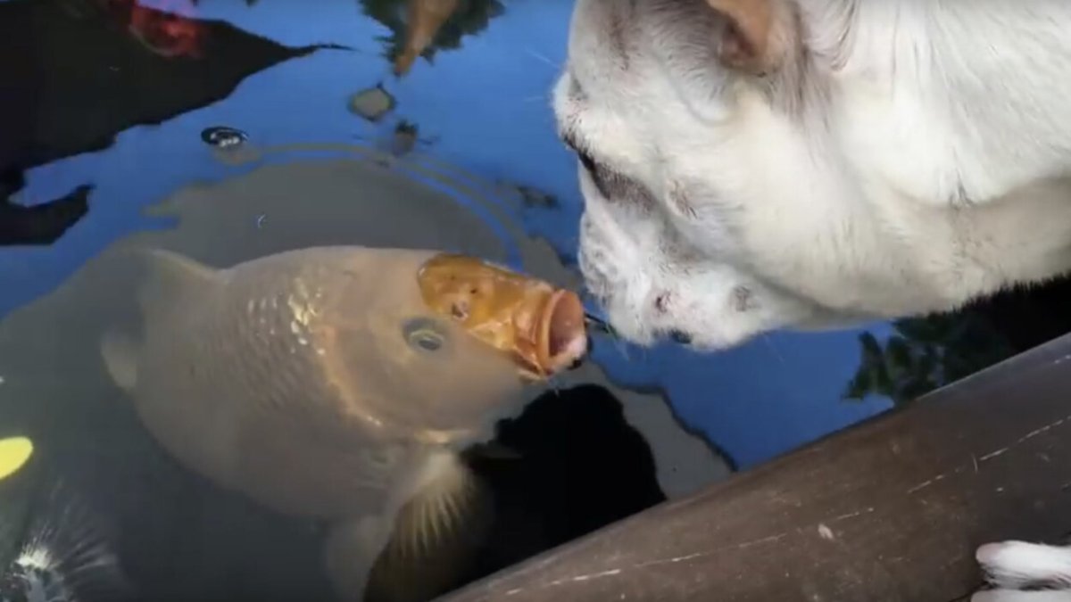 Рыба кузовок красное море