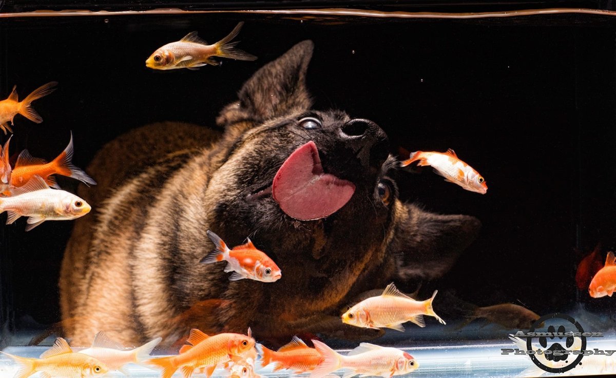 Морская собака Нерпа