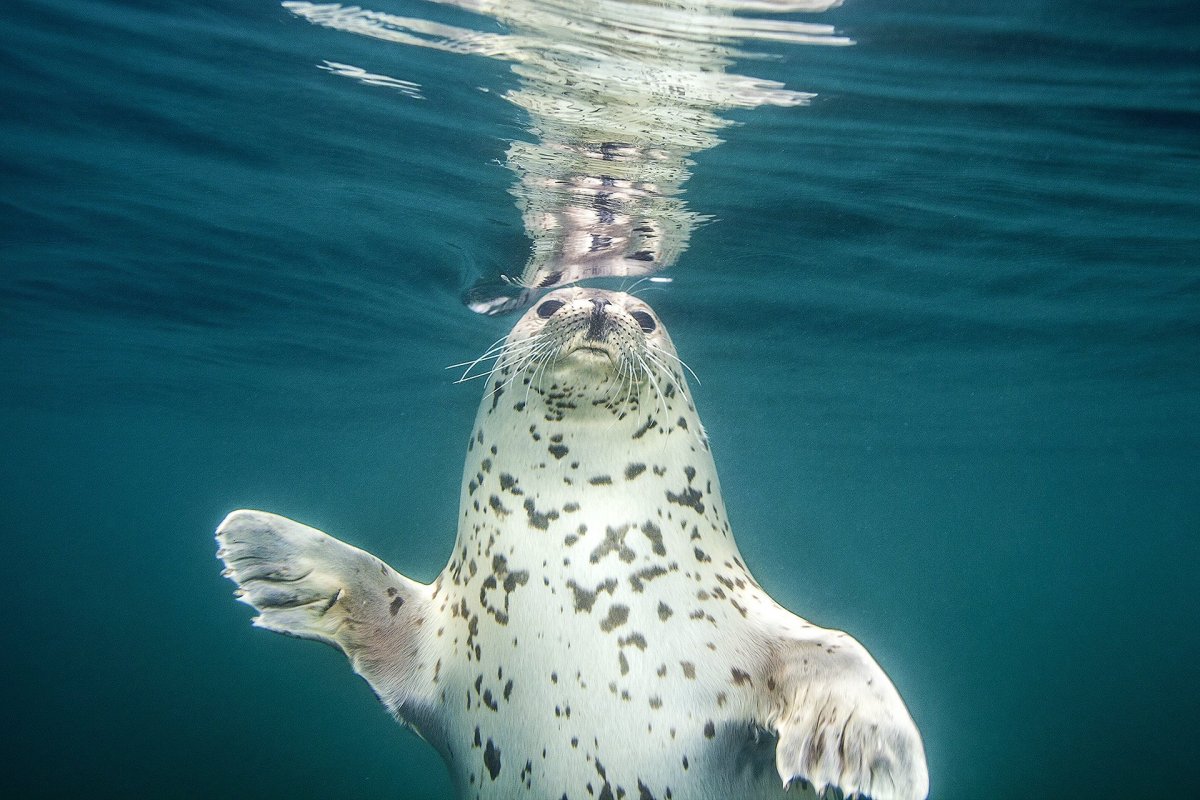 Собака в аквариуме