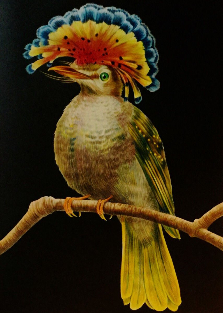 Удивительные птицы планеты