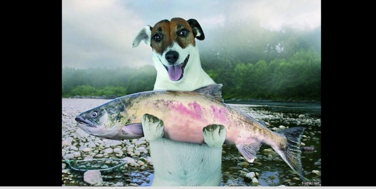 Рыба собака