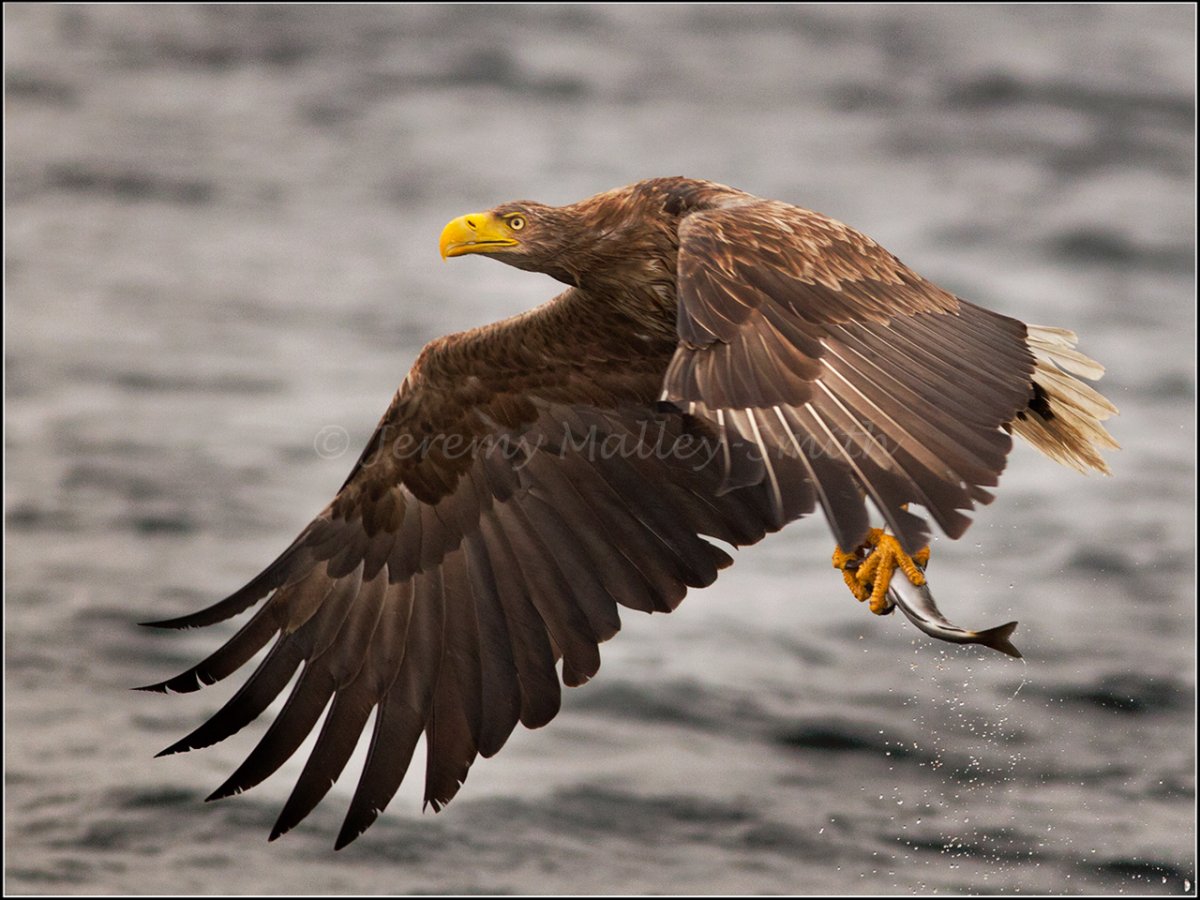 Water Eagle White Tail