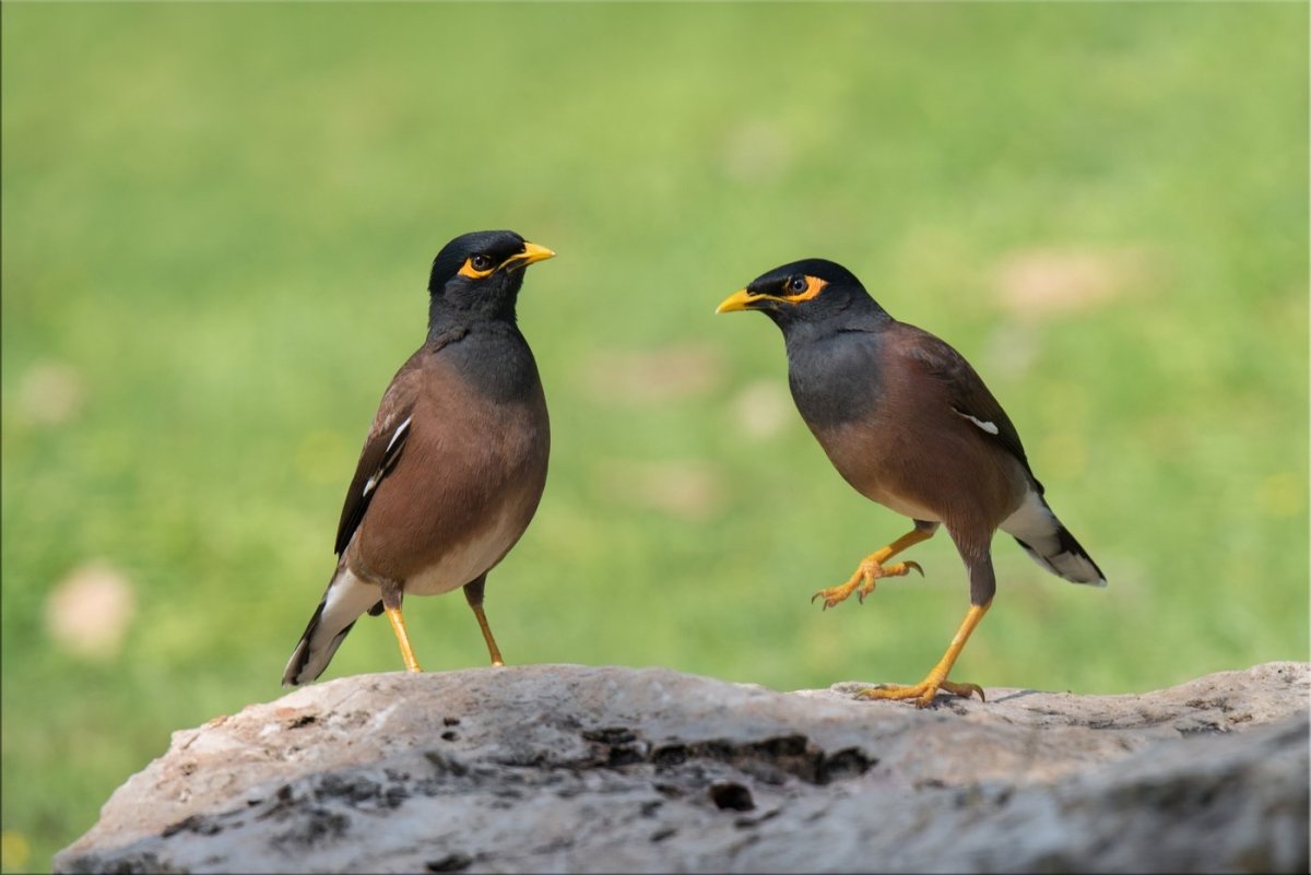 Афганский скворец майна