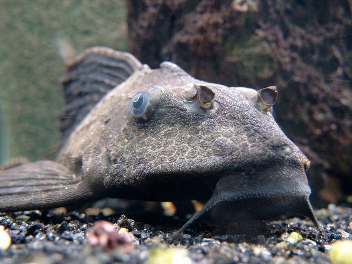 Гильбертидия рыба