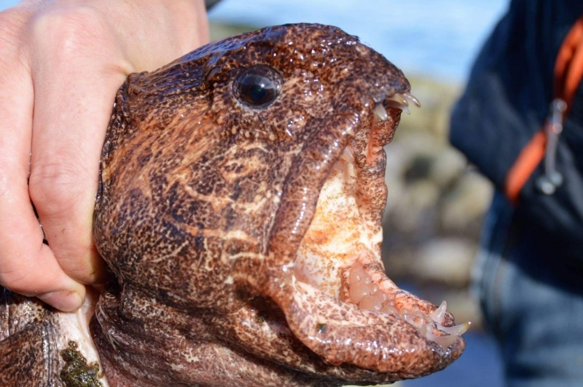 Морская собачка Черноморская