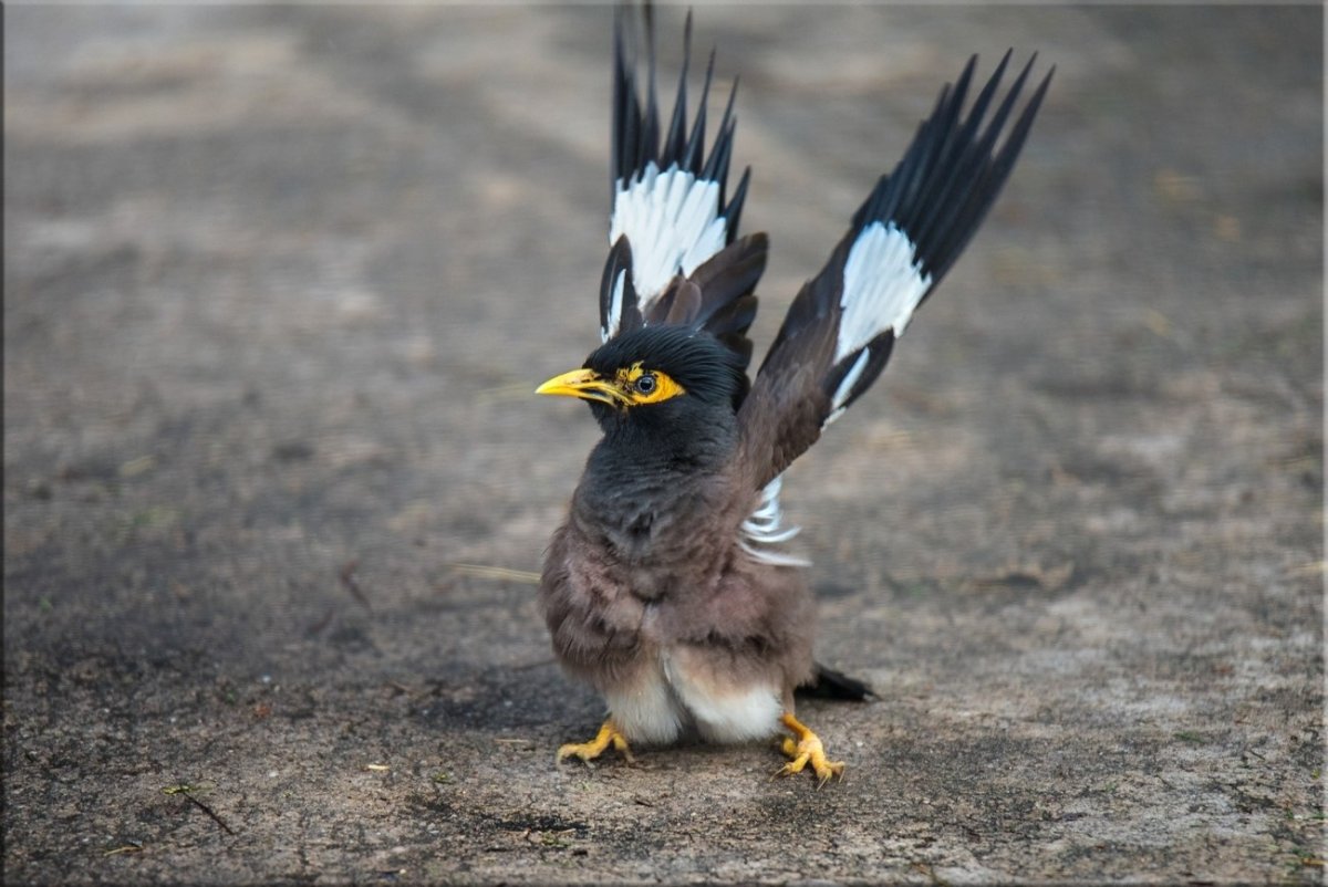 Афганские птицы