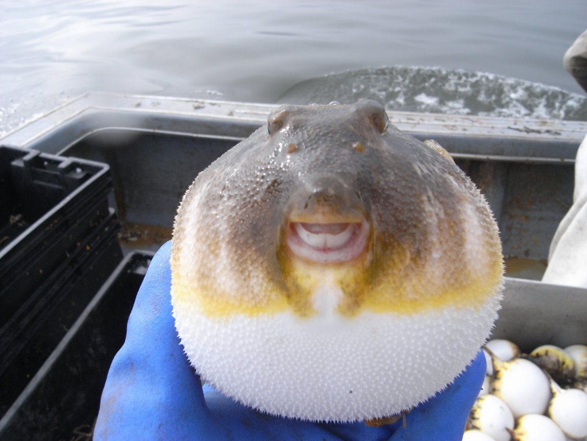 Морской Ерш скорпена