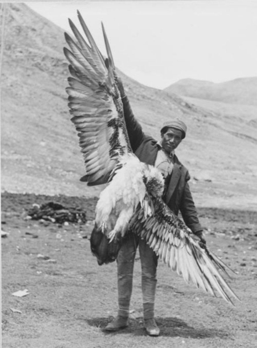 Самая большая птица