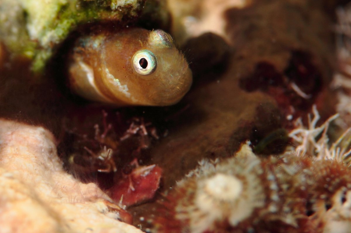 Ядовитая рыба фугу