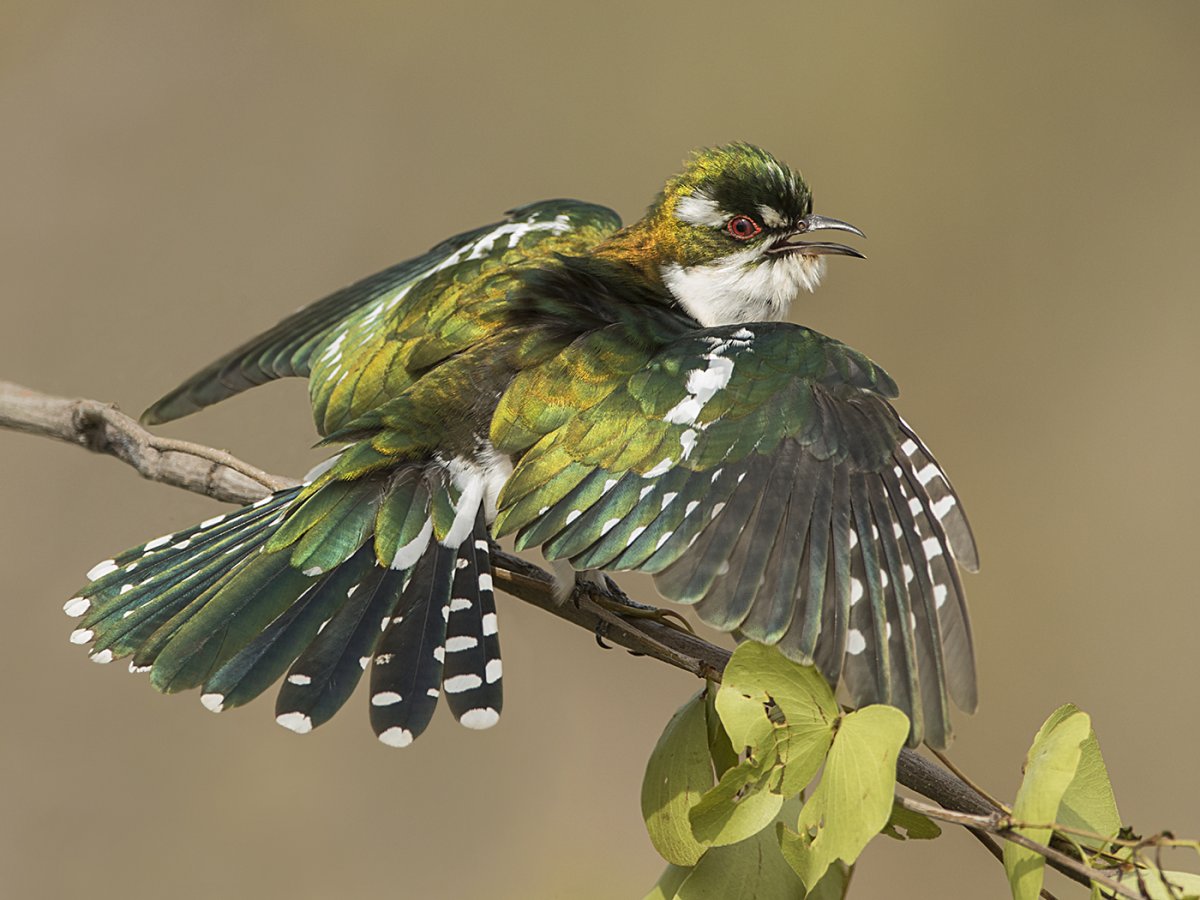 Золотистая Кукушка