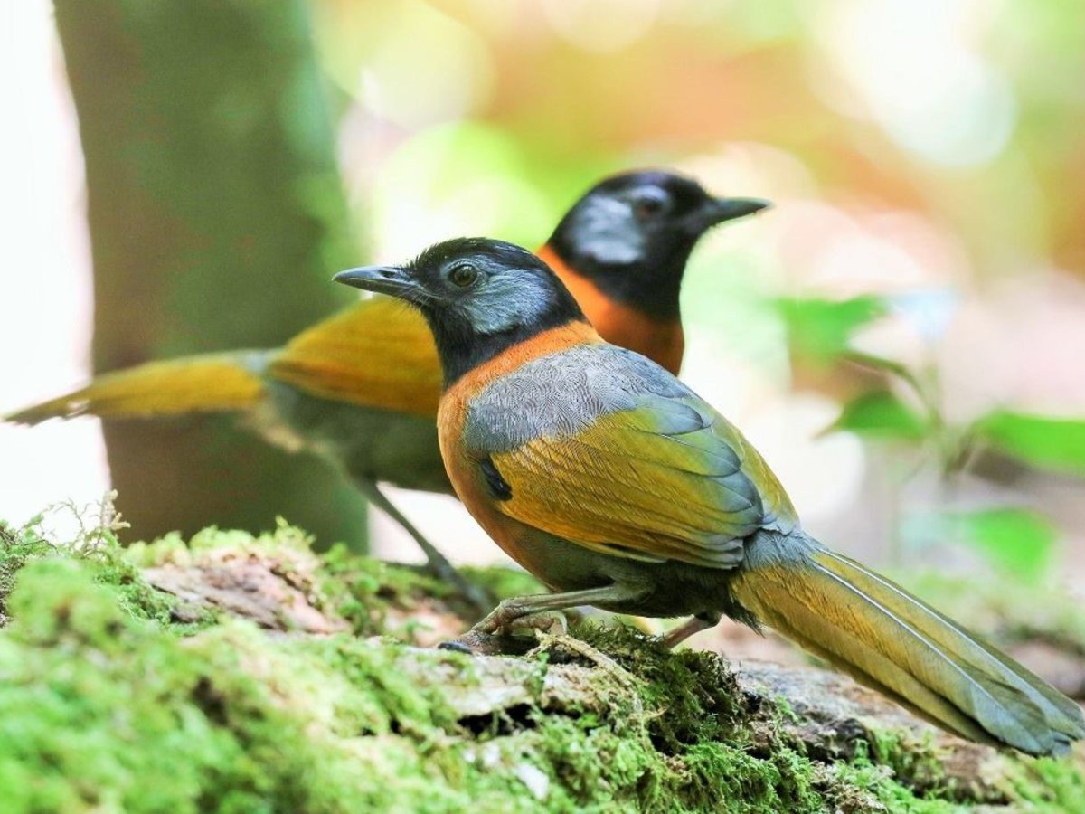 Колибри во Вьетнаме