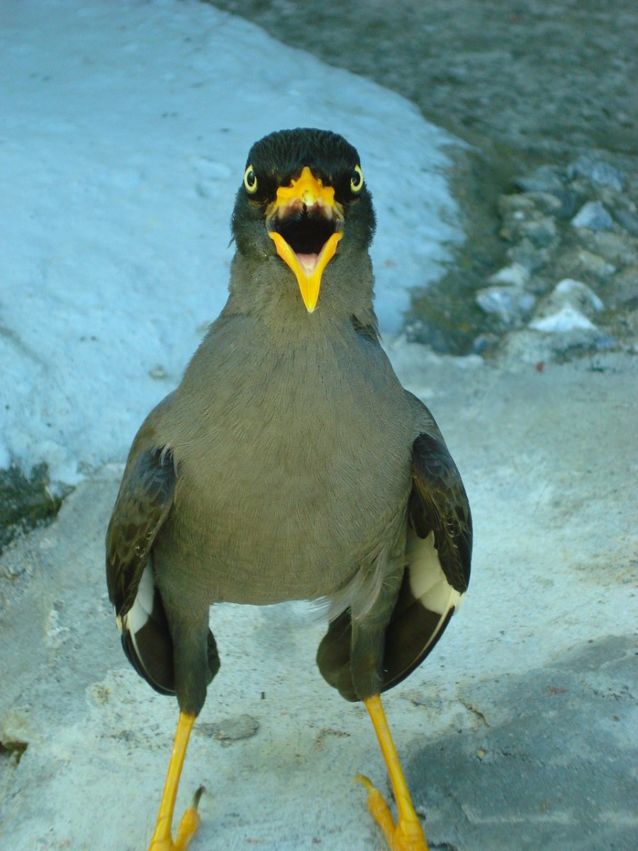 Myna птица