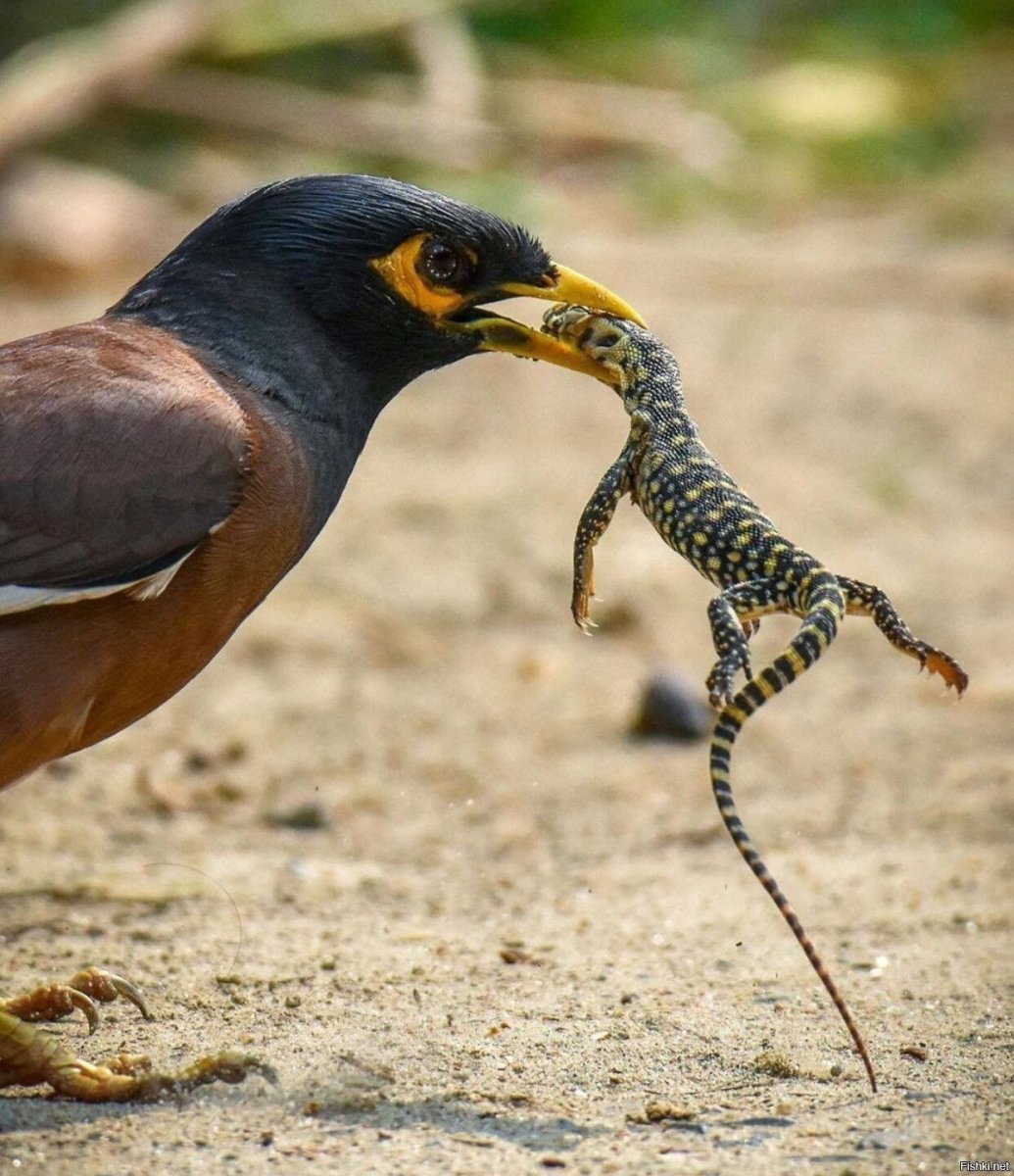 Индийский скворец майна