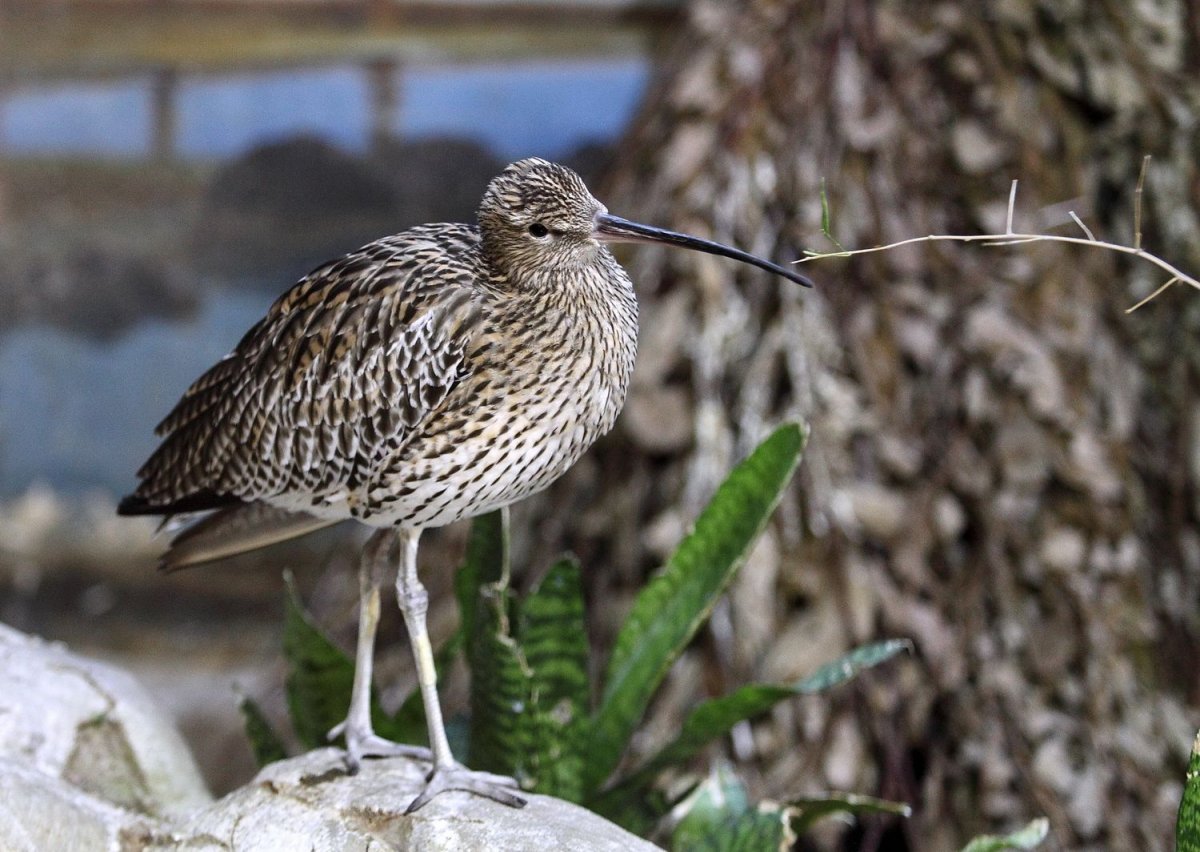 Кто такая птичка вальдшнеп