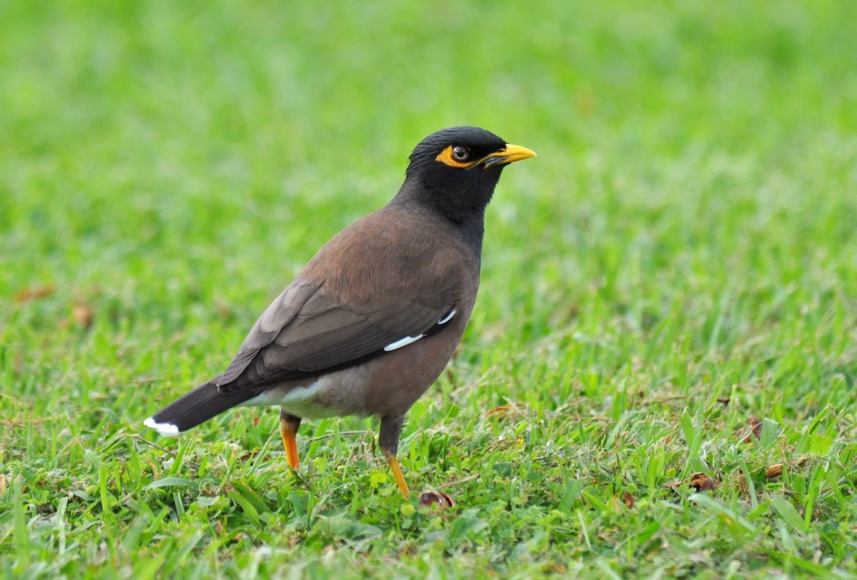 Гавайская птица