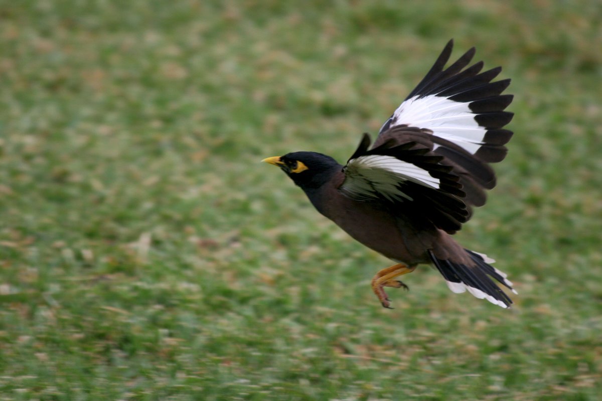 Myna птица