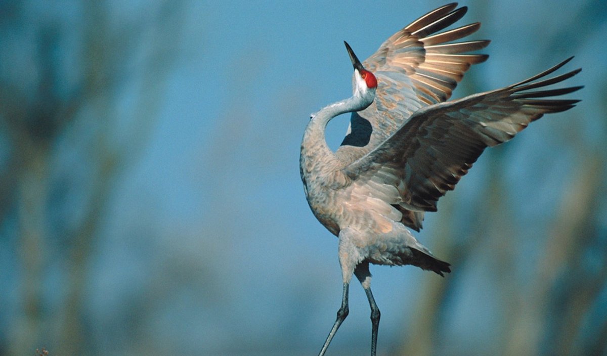 Танцующий журавль