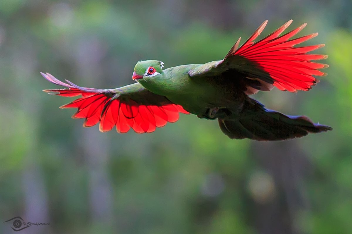Турако Ливингстона в полете