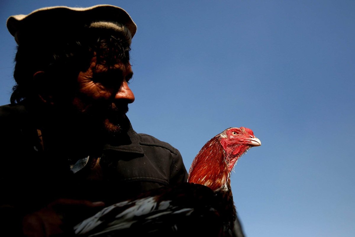 Птицы Афганистана