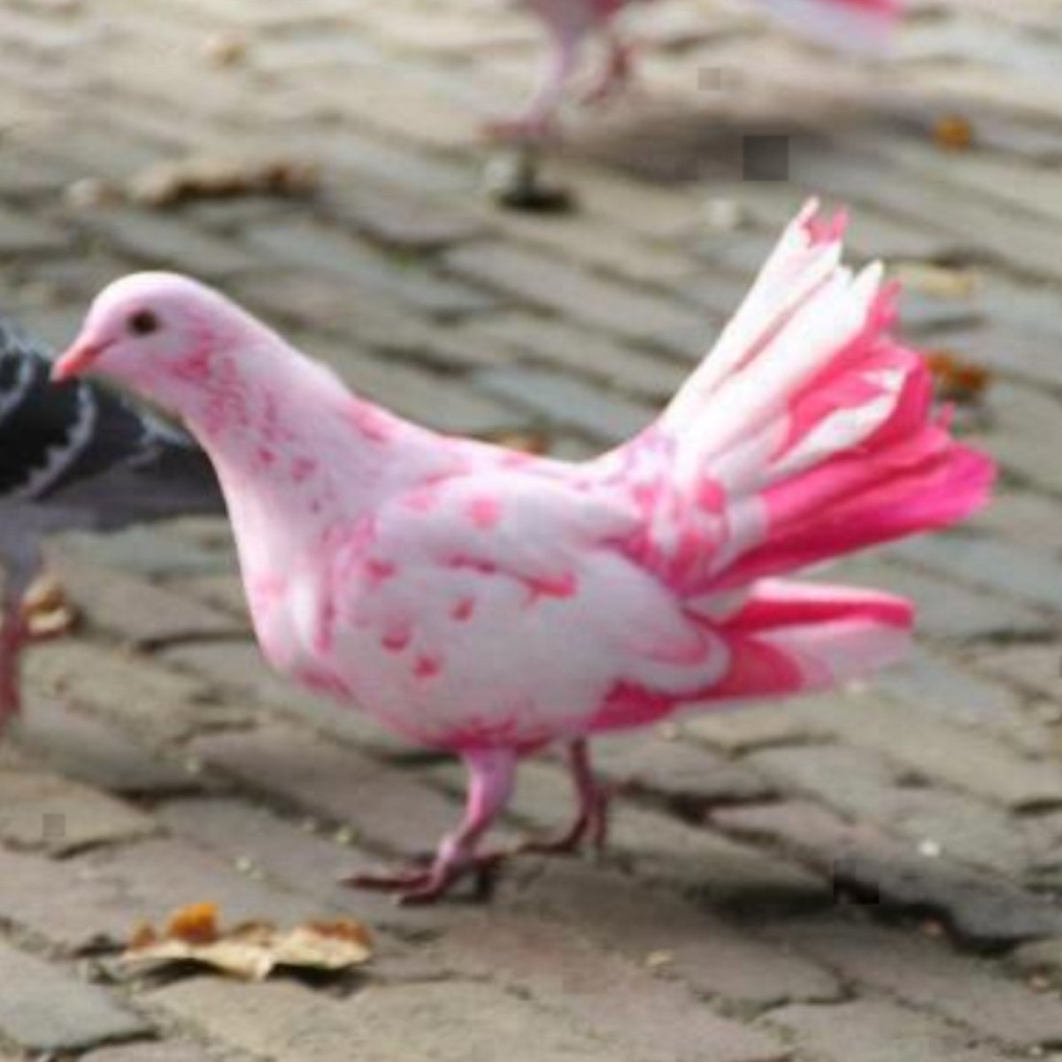 Розовые голуби в природе