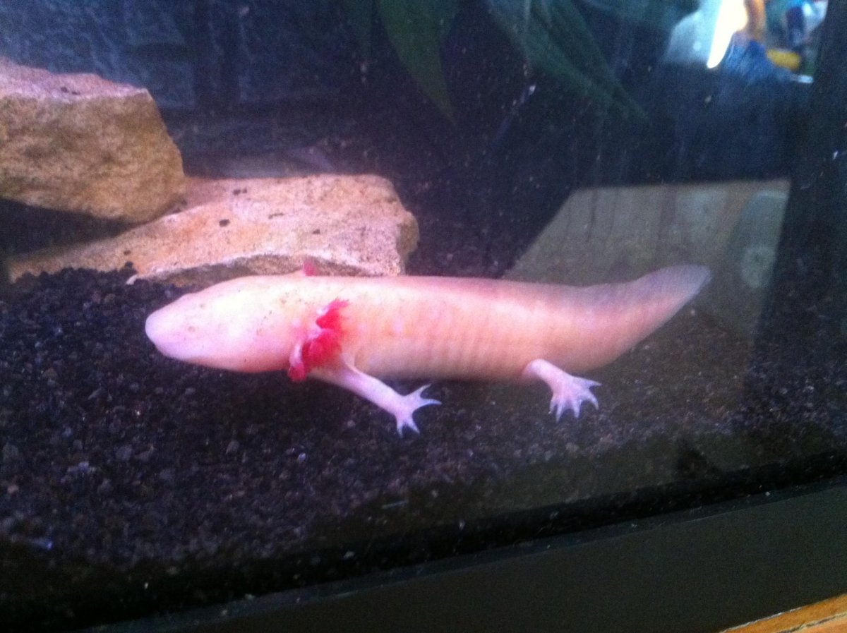 Аквариумный дракон аксолотль