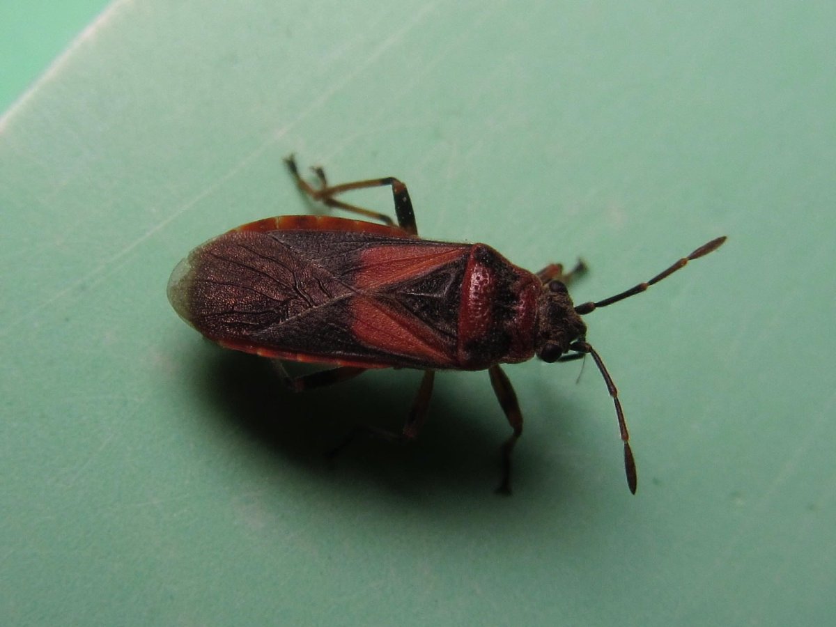 Постельный клоп (Cimex lectularius)