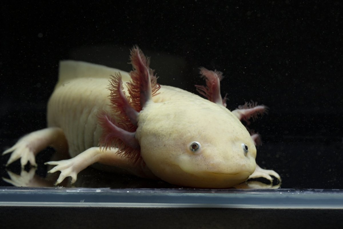 Аксолотль выросший