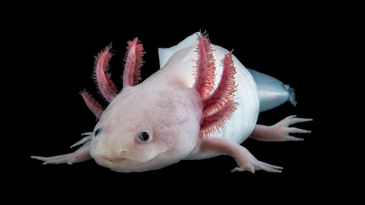 Амбистома и аксолотль