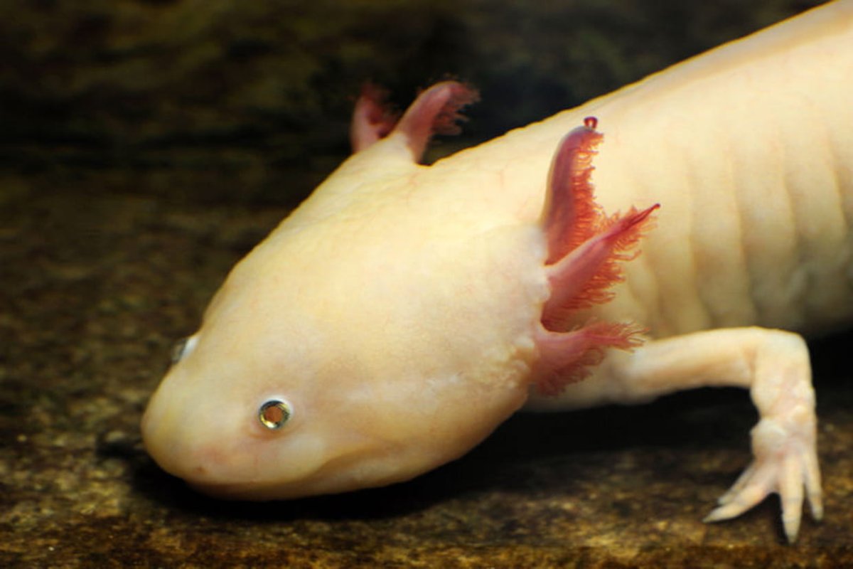 Аксолотль регенерация