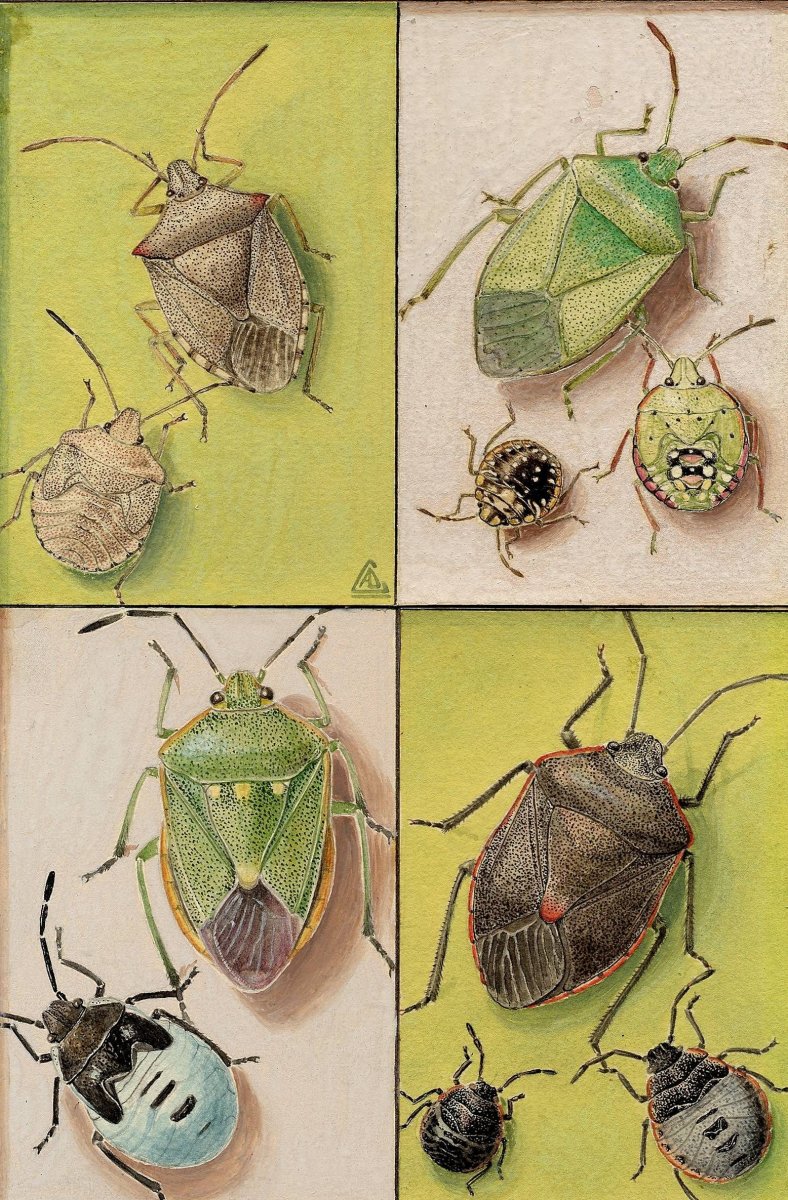 Dolycoris baccarum