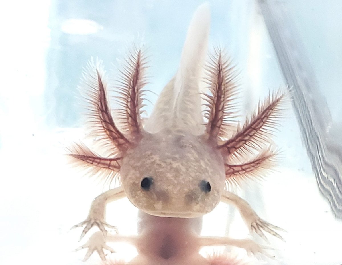 Личинка Саламандры аксолотль